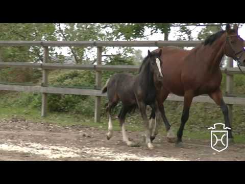 HEI-NT072 Stutfohlen von Casall - Carthago - Caletto II