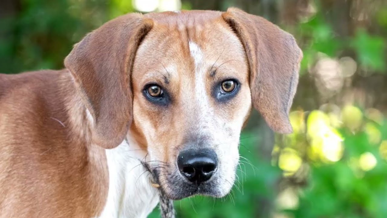 Enlarge Jimmy Row, a Adoptable Hound in Monroe, GA video 5/5