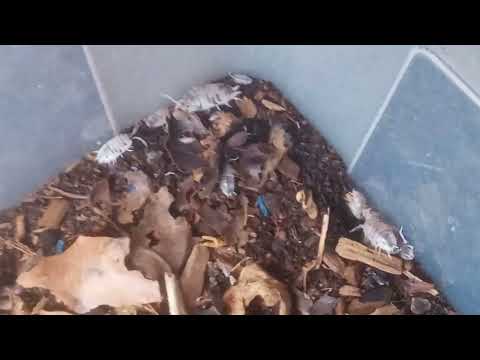 Porcellio laevis / Panda Asseln Haltung