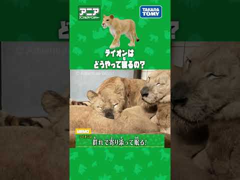 ライオンはどうやって寝るの？　#アニア #アニア研究所 #タカラトミー #shorts #アドベンチャーワールド