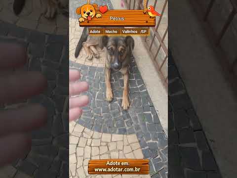 Vídeo de Petrus