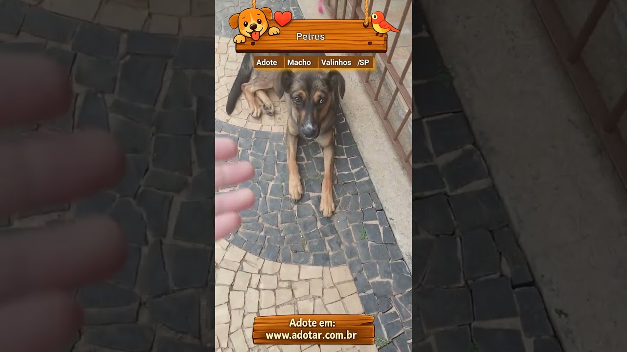 Cachorro raça SRD-ViraLata idade 7 a 11 meses nome Petrus
