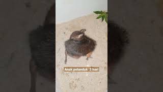 Download lagu anak pelanduk lahir d penangkaran rumahan mp3