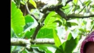 Download lagu Cinta ku berat di ongkos - Benyamin. S mp3