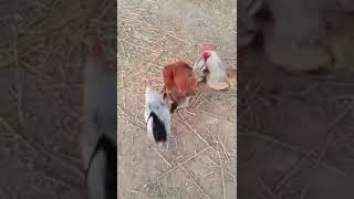 Download lagu ayam kawin mp3