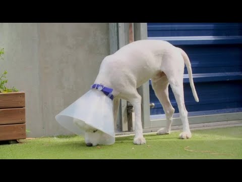Paul O'Grady: For the Love of Dogs S010E02 Full Episode HD