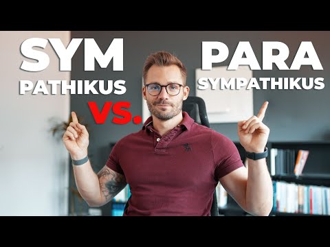 Darum bist du ständig gestresst - Vegetatives Nervensystem