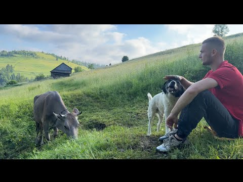 How a young man lives and works in the mountains. village and domestic animals