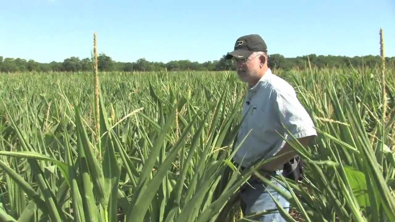 Drought During Corn Pollination