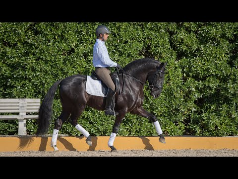 **SOLD** Black Lusitano Stallion (REF#348)