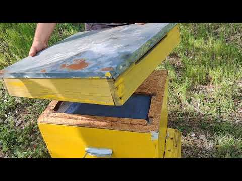 Tutorial Apicol Incepatori - Episodul 1 - Primul Contact cu Apicultura