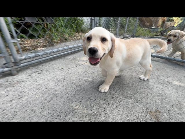 (子犬) 犬種:ラブラドール・レトリーバー 男の子 ブリーダー マロニエケンネル MARRONNIER KENNEL k4052の画像