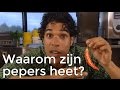 Waarom zijn pepers heet? | Het Klokhuis