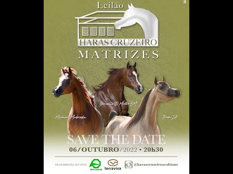 Leilão Haras Cruzeiro Matrizes