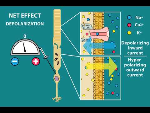 Phototransduction and Visual processing
