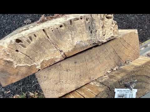 Pile of Lumber Loaded with Termites in Barnegat Light, NJ