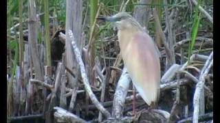 preview picture of video 'The Danube Delta part 4 of 6'