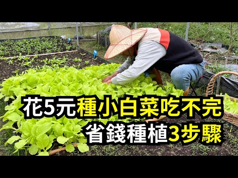 小白菜適合種植的地點