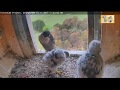 Bali Poops Over The Ledge Beside Diamond Peregrine Falcon CSU NSW