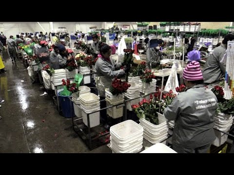 Valentine's Day a rosy opportunity for jobless Colombians