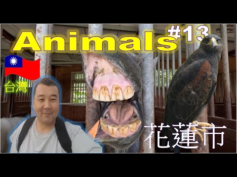 Viajante |Animais| #13 #viajante #animais #taiwan