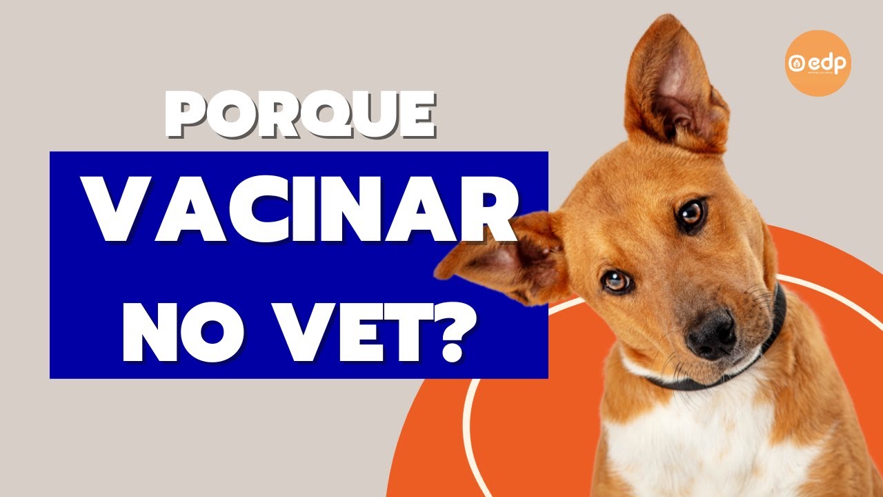 246 | QUAIS OS RISCOS DE NÃO VACINAR NO VETERINÁRIO