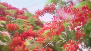 Download lagu Lagu Natal-Jingle Bell_bunga sepe (delonix regia) kota kupang mp3