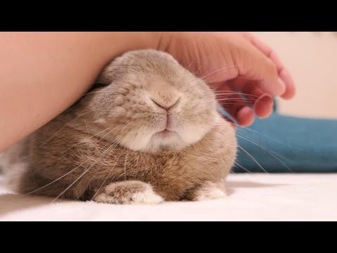 ウサギと一緒に寝てもいいですか?