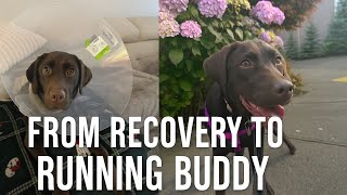 Ai & Mocha: Our Running Buddy Journey Begins | Chicago Marathon Training