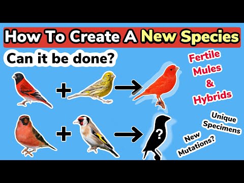 How To Create A *NEW* Species | Can it be done? | Fertile Mules & Hybrids