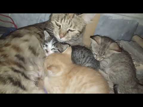 How mother cats take care of kittens/ removes amniotic sacs