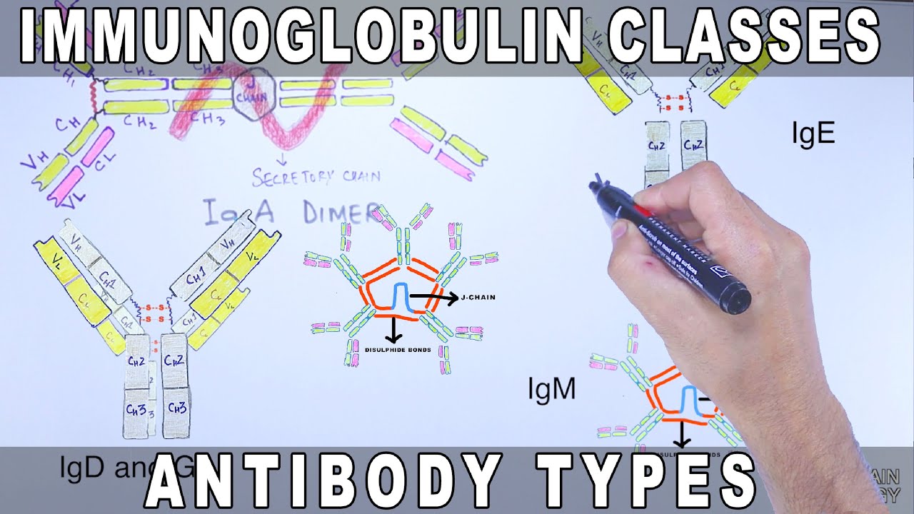 Immunoglobulin Isotypes | Antibody Classes