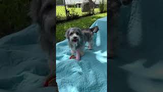 Video preview image #1 Petit Basset Griffon Vendeen Puppy For Sale in Weston, FL, USA