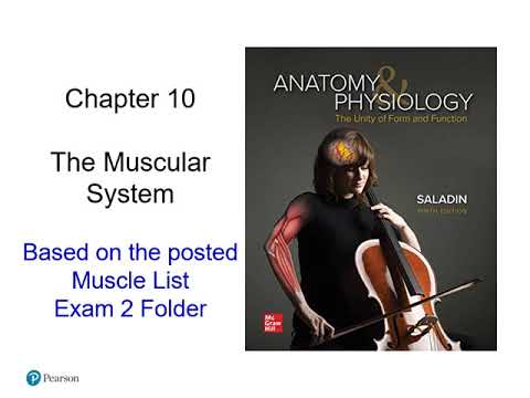 (BC BSC 2085) Chapter 10 The Muscular System FT