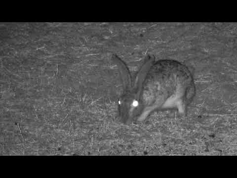 Djuma: Scrub Hare digging for dinner - 04:18 - 09/23/18