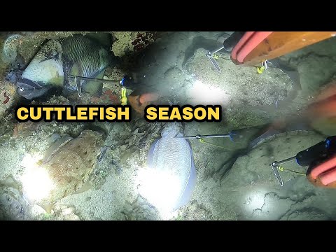 Cuttlefish Season Night Spearfishing