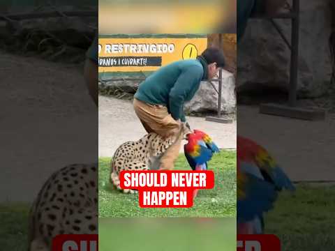 Animal Species That Should Have Never Faced Each Other