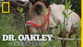 Examining an Elderly Reindeer | Dr. Oakley, Yukon Vet