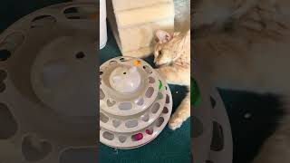 コロコロタワーで遊ぶ猫 Part2 #猫初心者 #子ネコ #ねこのいる生活 #猫好きさんと繋がりたい