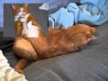 When Cats Pray...AGAIN!! 