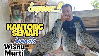 Download lagu Super..😍 Local Turtle Dove KANTANG SEMAR with WISNU MURTI's Gacooor eyes 🤩 mp3 Download lagu Super..😍 Local Turtle Dove KANTANG SEMAR with WISNU MURTI's Gacooor eyes 🤩 mp3