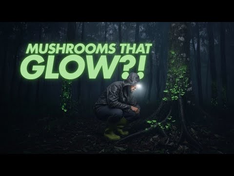 In Search of Glowing Mushrooms | Bioluminescence in Goa’s Western Ghats