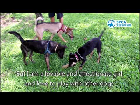 SPCA Homing dog - Samiya