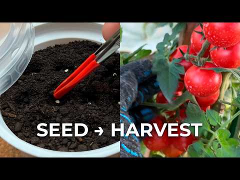How to Grow Cherry Tomatoes from Seed | Complete Step-by-Step Guide