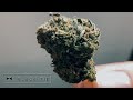 Garlotti (GH) THCa Flower by Black Tie CBD