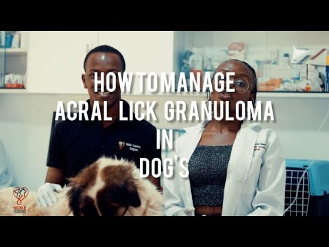 How To Manage Acral Lick Granuloma