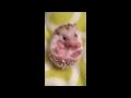 Baby hedgehog CUTE FACIAL EXPRESSIONS (must watch!)