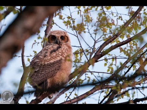 Great Horned Owl fledgling finds better view atop birch tree