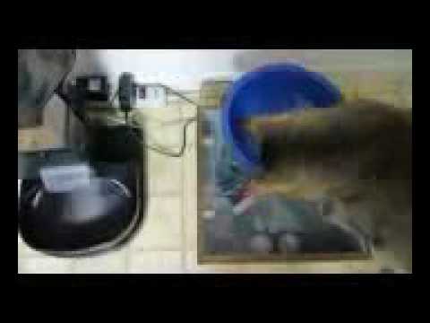 My cat would never figure this out 0