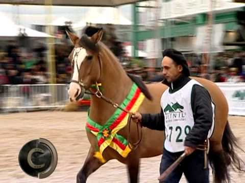 Final da Morfologia na EXPOINTER 2014